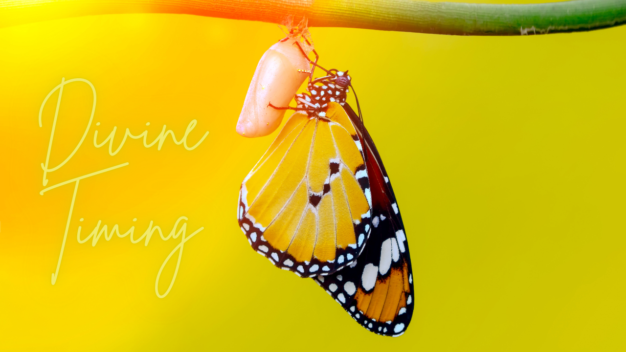 Divine Timing @ The Junction September 8 @ 10 AM MST