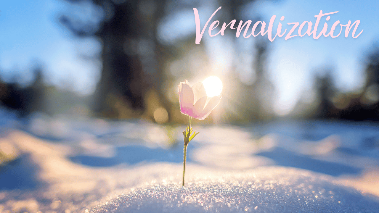 VERNALIZATION @ The Junction October 27 @ 10 AM MST